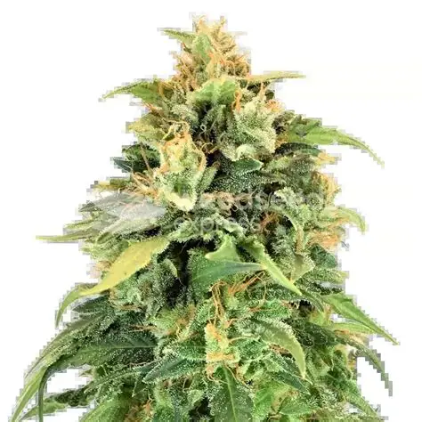 Lemon Skunk