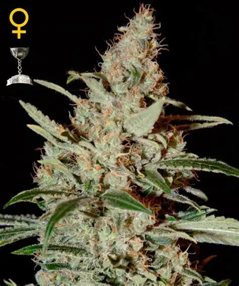 Chem Dog Feminised Seeds
