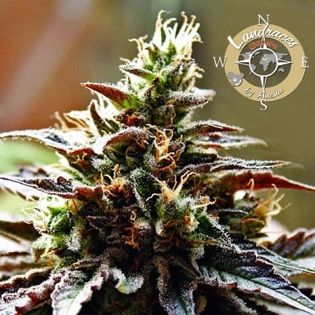 Congo (Landraces)