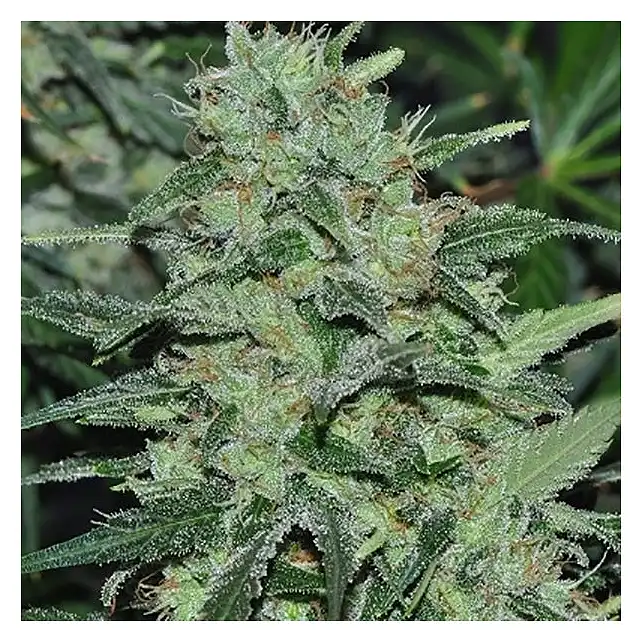 Malawi Feminized