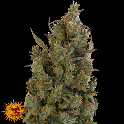 Blueberry Cheese AKA Blue Cheese