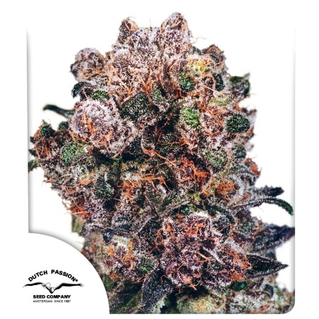 Blueberry®