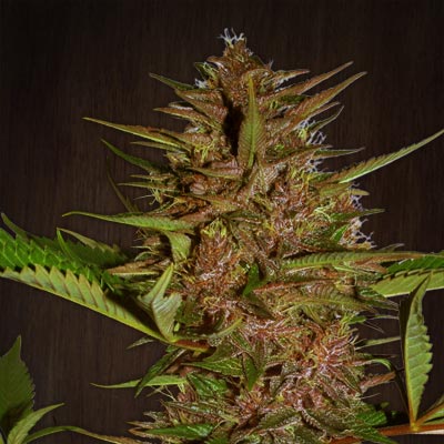 Pakistan Chitral Kush