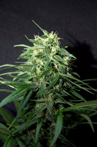 Amnesia FAST Feminised Seeds