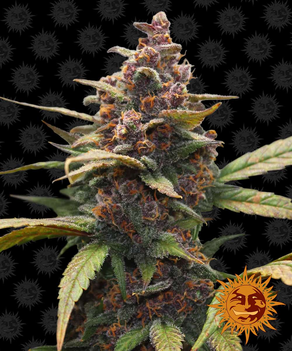 Ayahuasca Purple