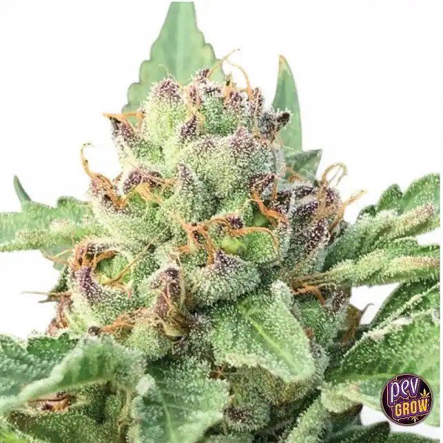 Apple Blossom Feminized Seeds