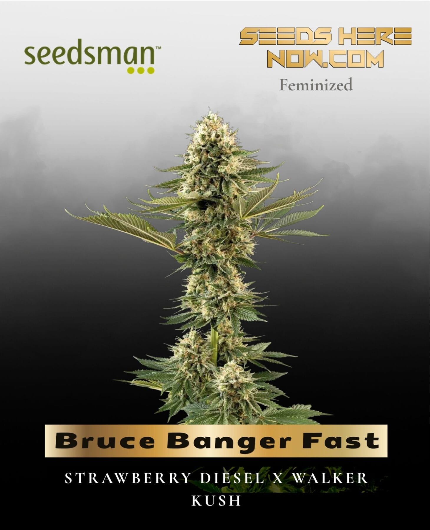 Bruce Banger Fast