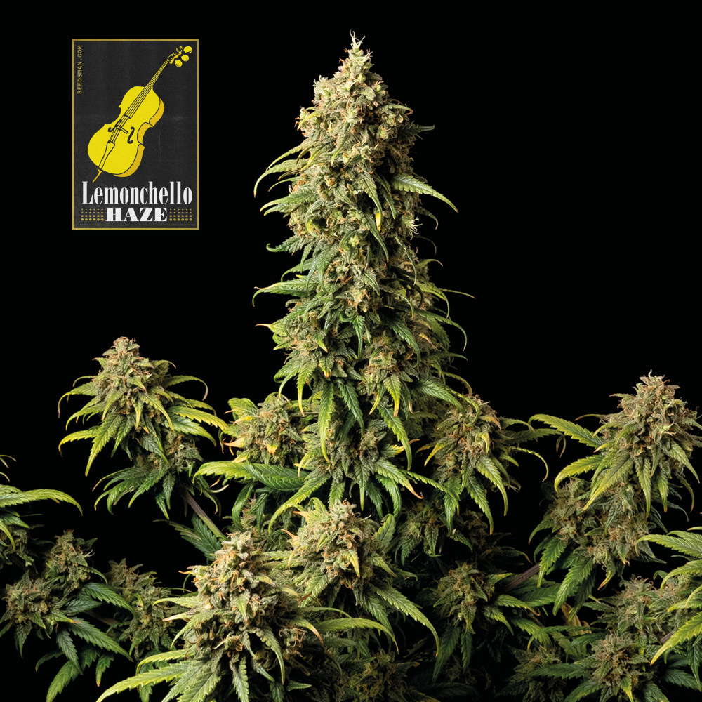 Lemonchello Haze Feminised