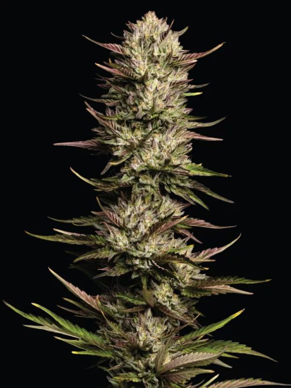 California Octane Feminised Seeds
