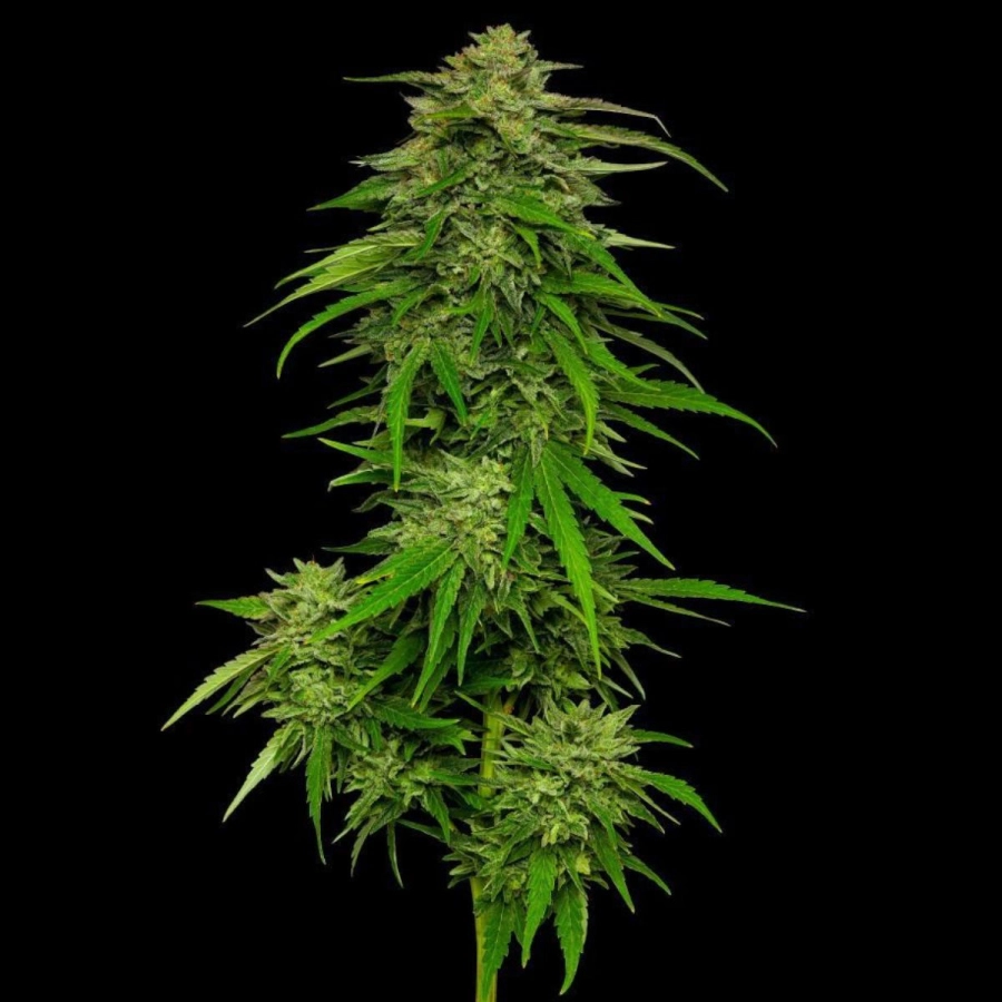 Mango Sherbert