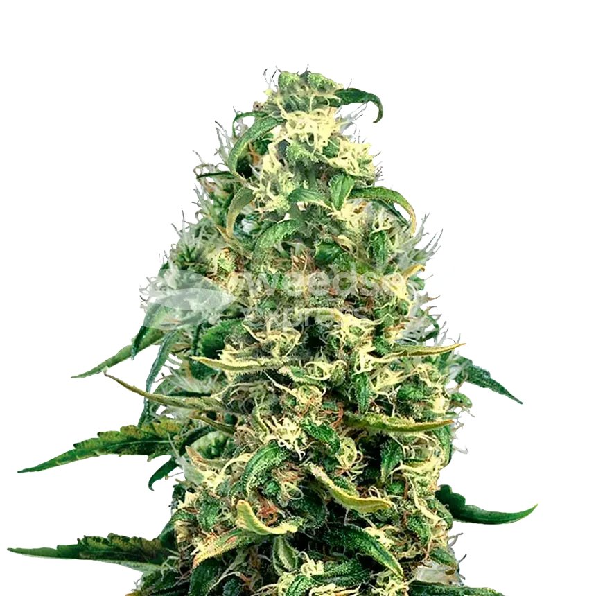 Super Silver Haze Feminized