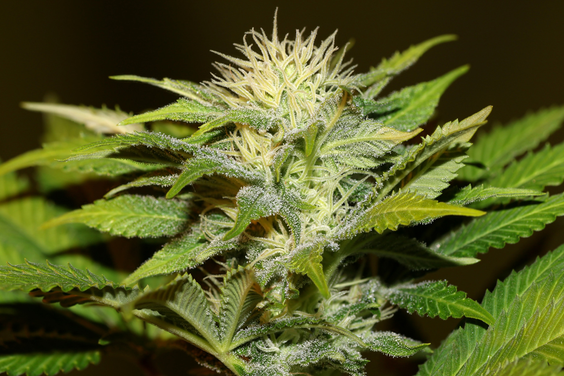 Bruce Banger FAST Feminised Seeds
