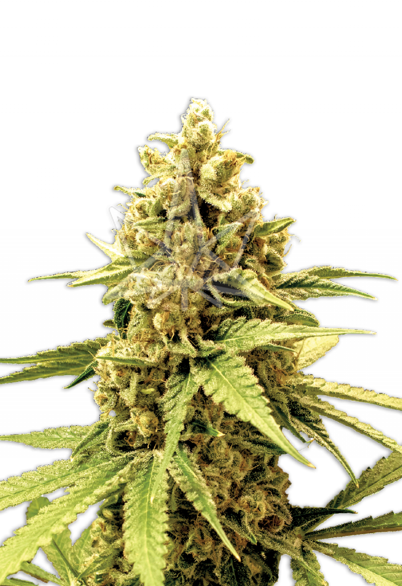 Acapulco Gold Feminized