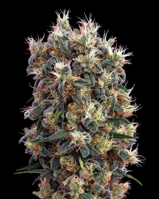 The Church Feminised Seeds - 3