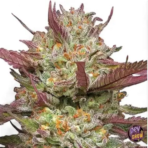 Blueberry Pancakes Feminized