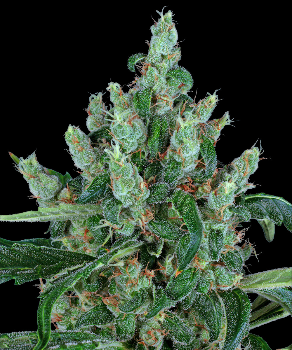 Laughing Buddha Feminised Seeds