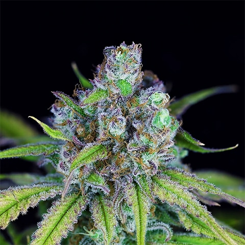Critical Purple Kush Feminized Seeds