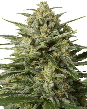 White Widow