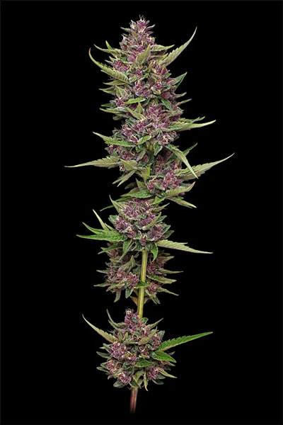 All Gas OG Feminized Seeds