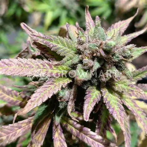 Cream & Cheese CBD 1:1 Feminised Seeds