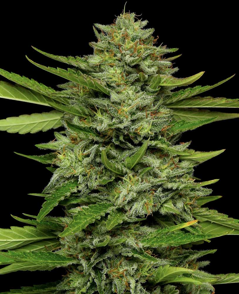 Bigfoot Glue