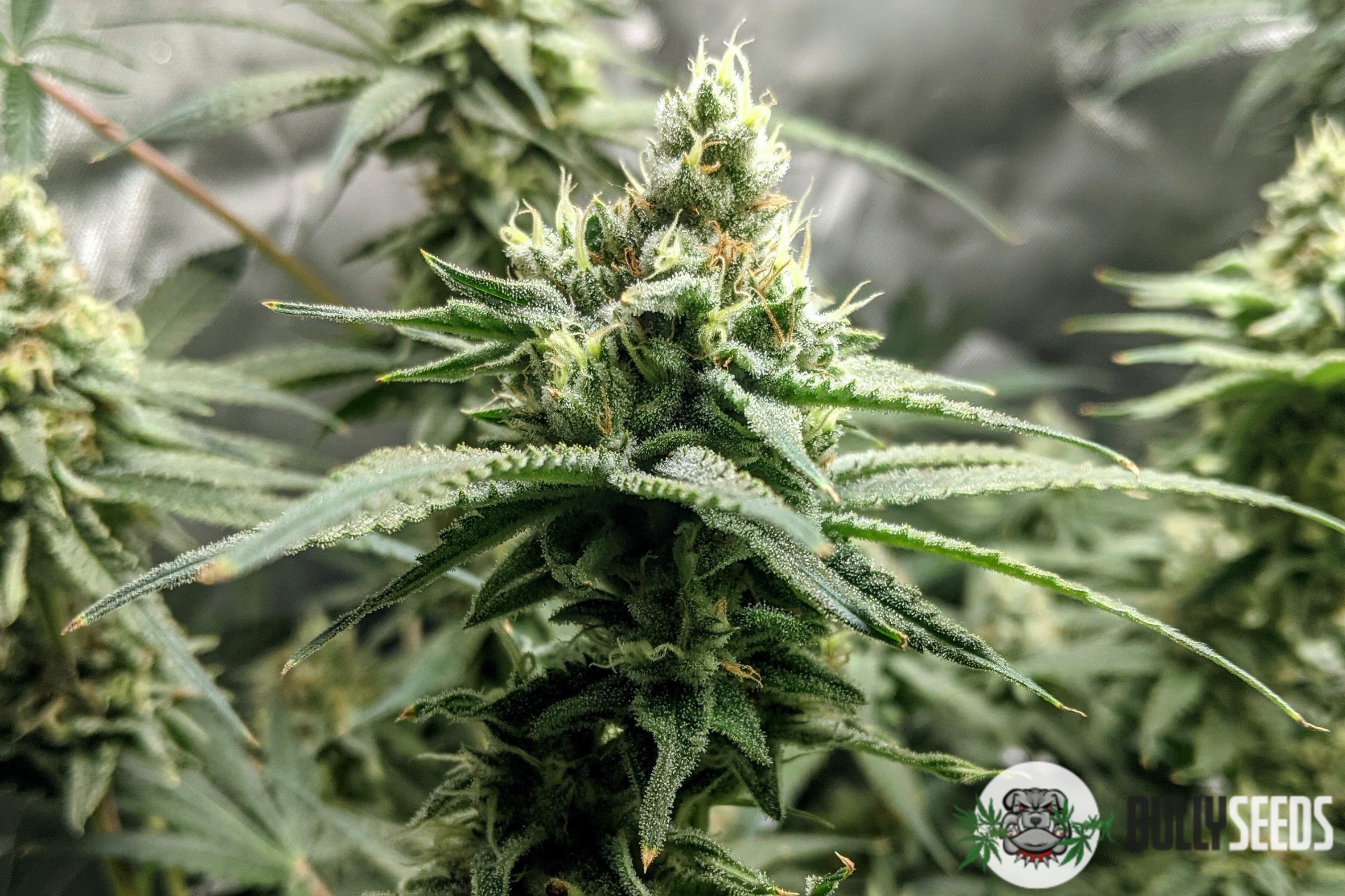Amnesia Lemon Feminised