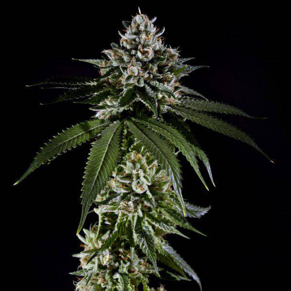 OG Kush Feminized Seeds