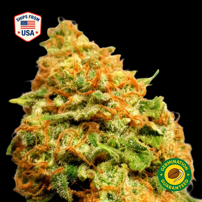 Pineapple Chunk Feminized Seeds