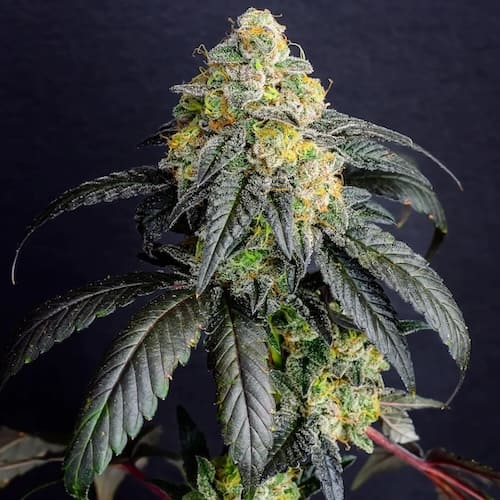 Royal Gorilla