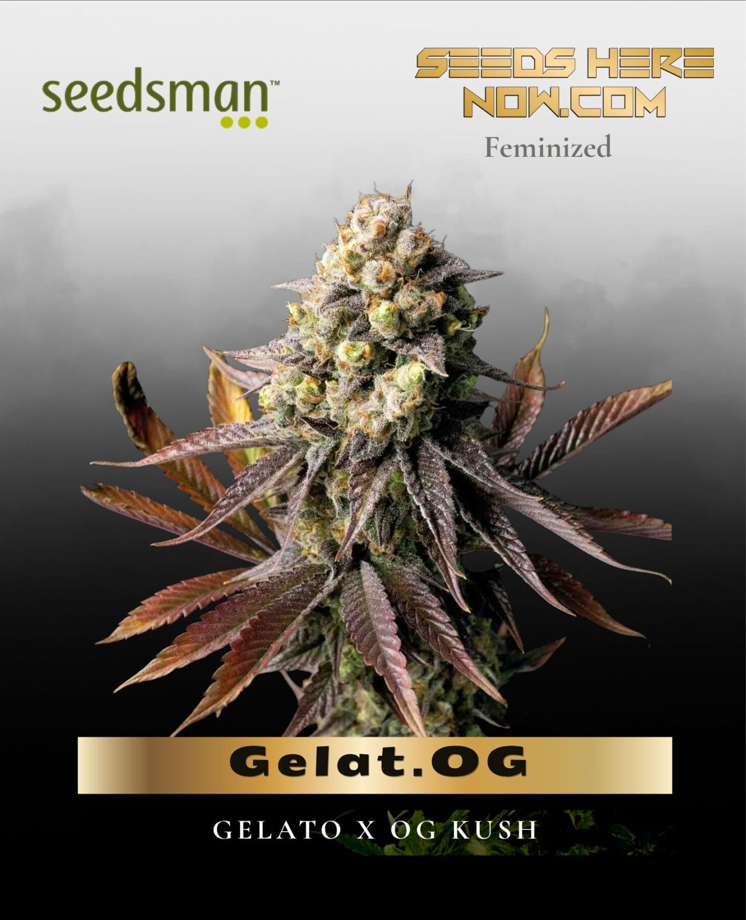 Gelat.OG
