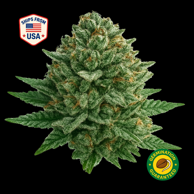 Lemon Grass Feminized Seeds