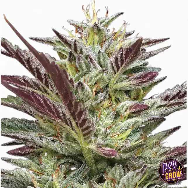 Notorious THC Feminized Seeds