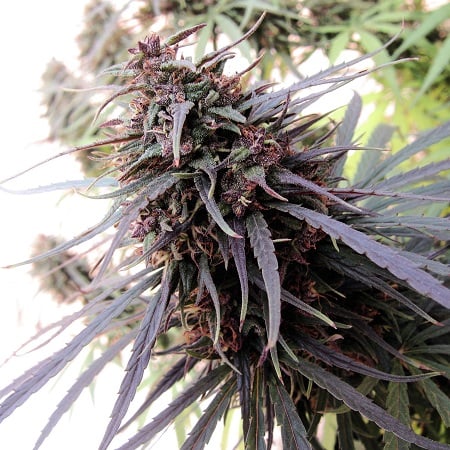 Purple Haze x Malawi