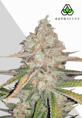 Pineapple Express Auto Feminised