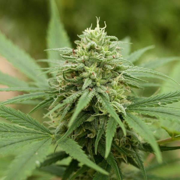 Pineapple Express #2 Feminised Seeds