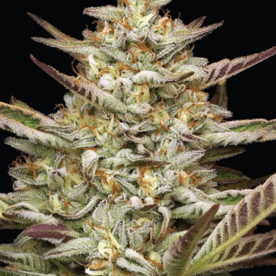 Gazzurple Feminized