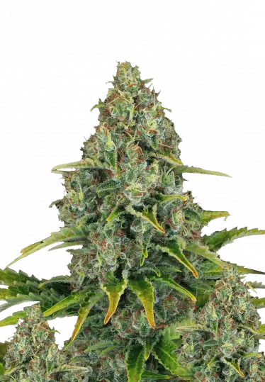 Blueberry Cheese Auto