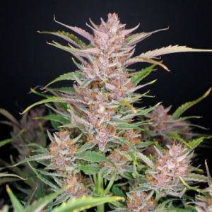 Strawberry Banana Grape Feminised Seeds