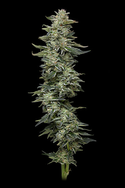 Nutter Budder Feminized Seeds