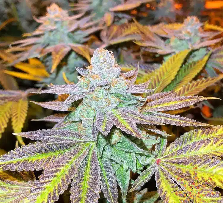 Gorilla Zkittlez Feminized Seeds