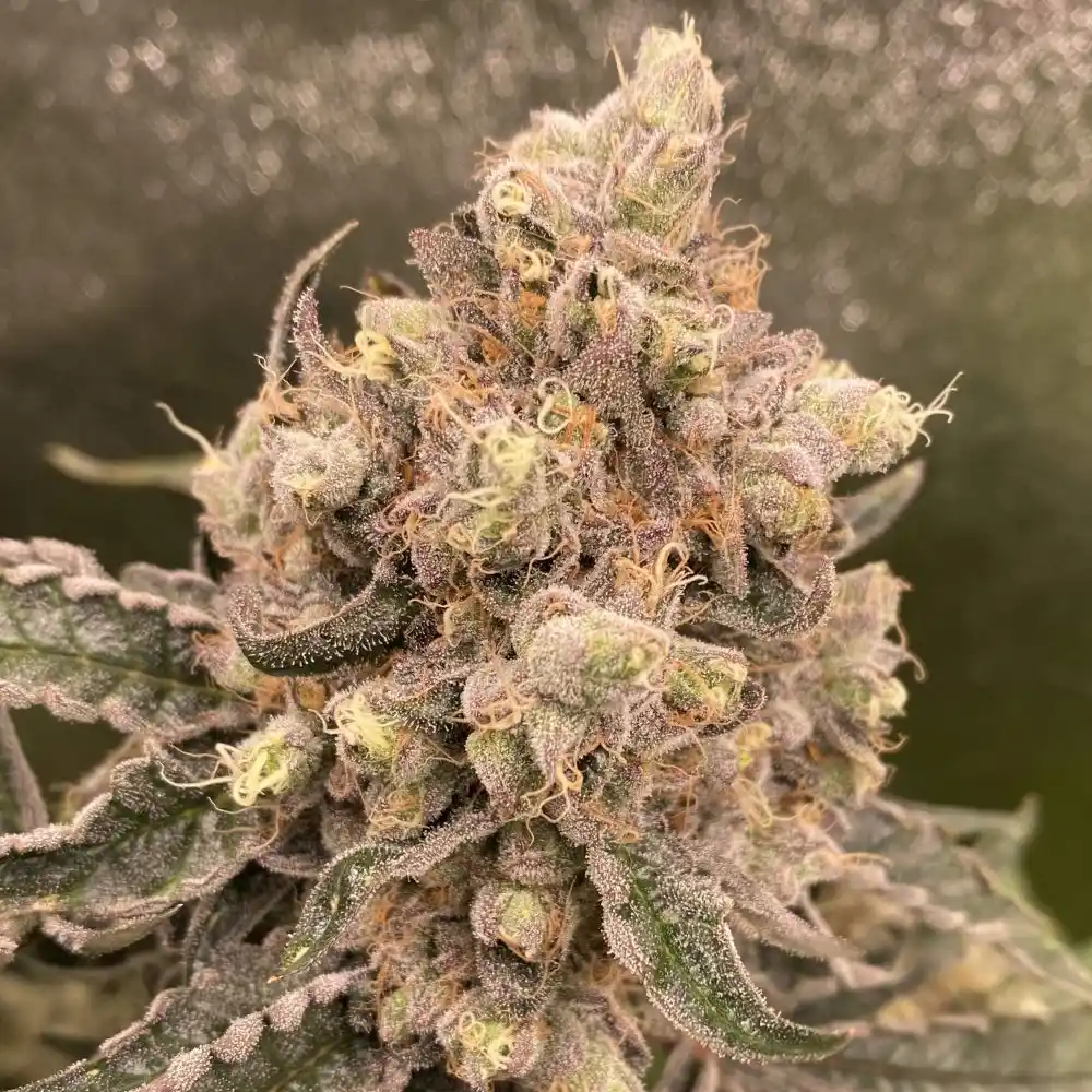 Cream Caramel Feminized