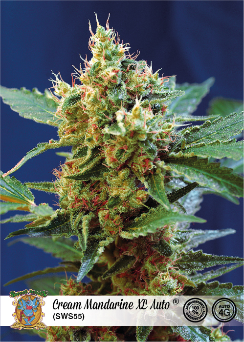 Cream Mandarine XL Auto Feminised