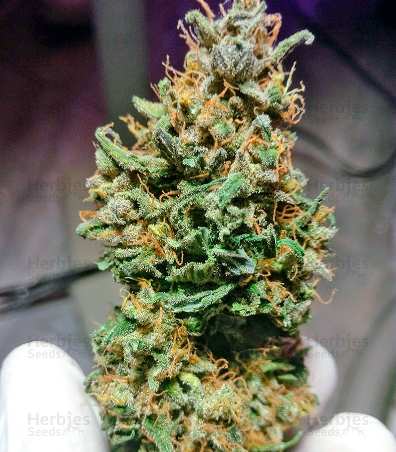 Cream Caramel Auto
