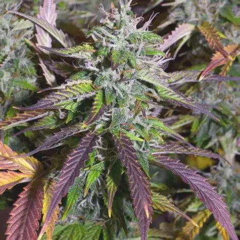 Banana Blaze Auto Feminised