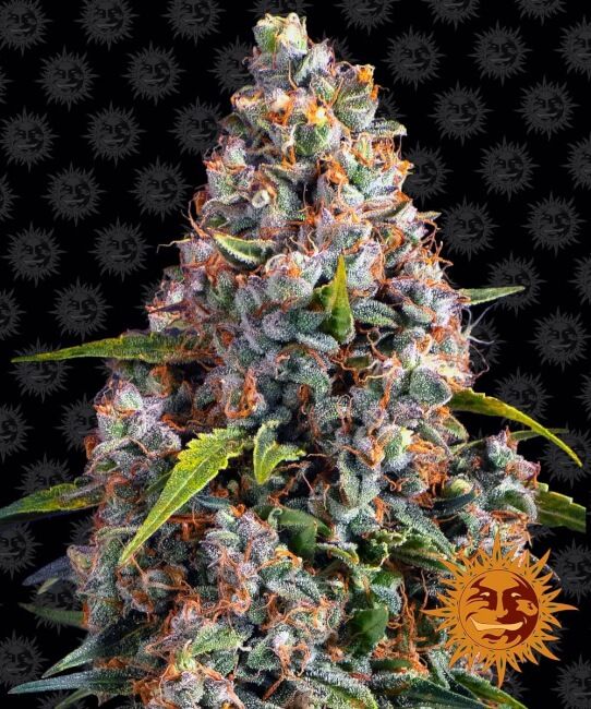 Strawberry Cheesecake