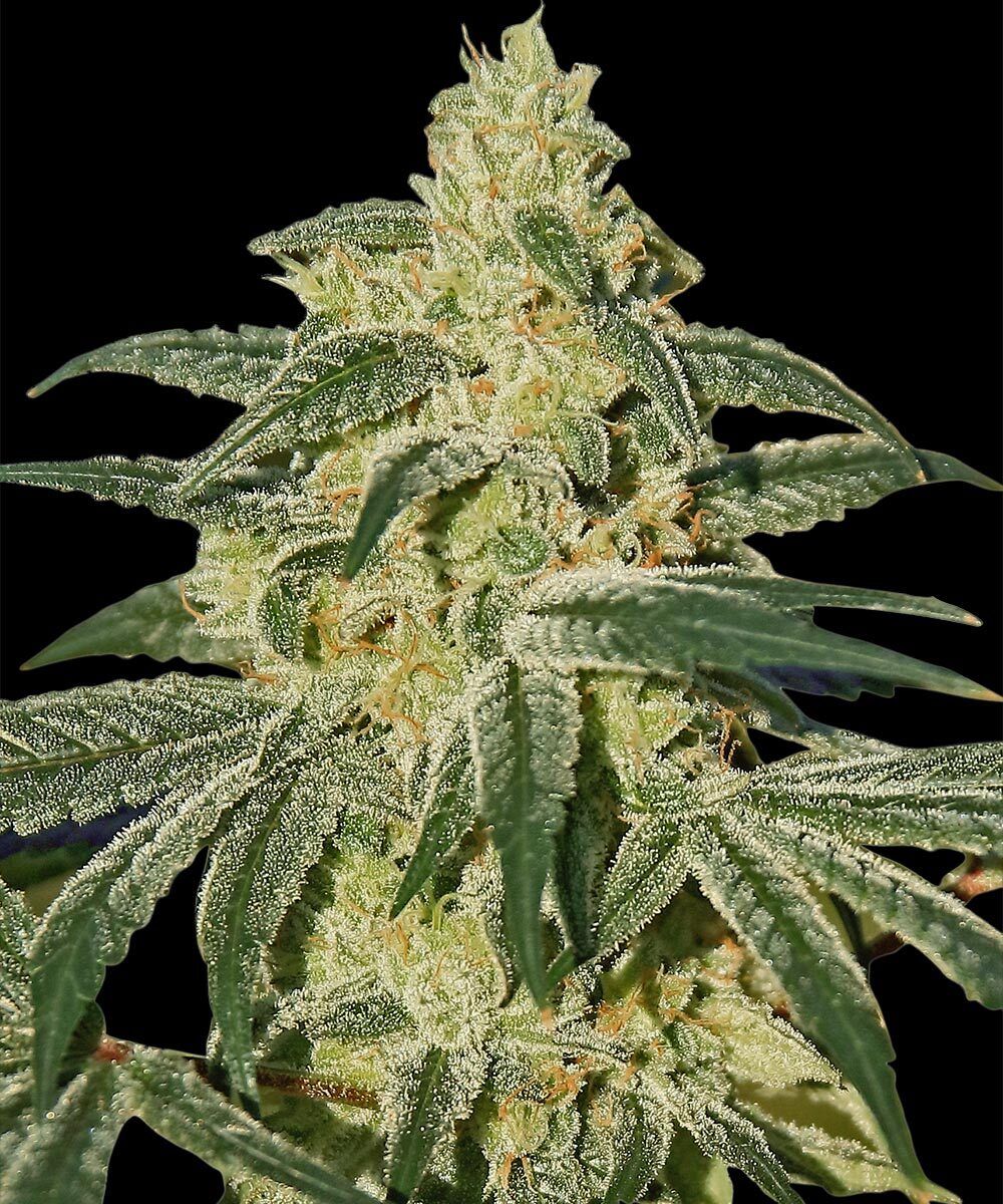 Afghan Hash Plant Regular Seeds