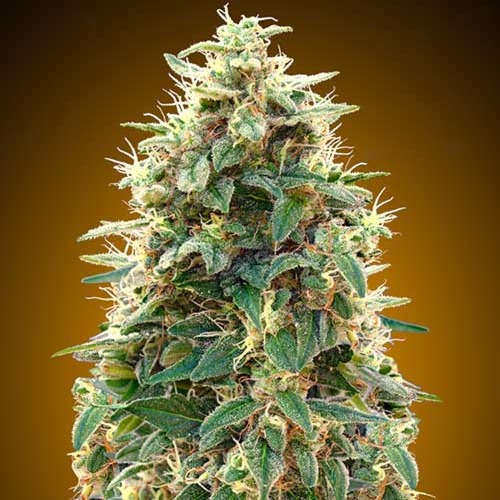 00 Cheese Auto Feminised Seeds
