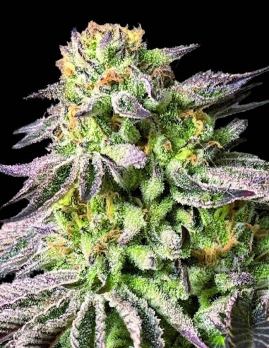 Zunami Peach Feminised Seeds