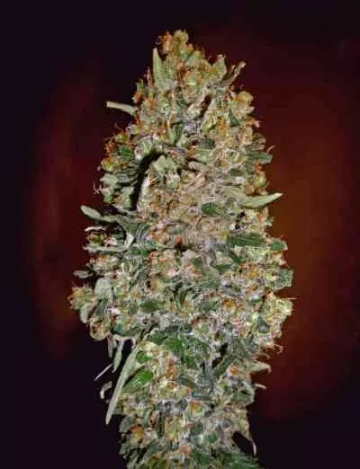 Chocolate Skunk Auto Feminised Seeds