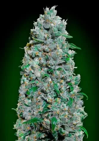 Afghan Mass XXL Auto Feminised Seeds